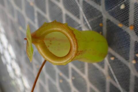 Nepenthes（ネペンテス/ウツボカズラ）の商品一覧 | Y's Exotics