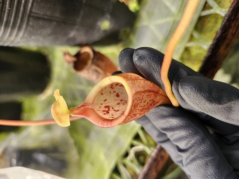 商品一覧 - Y's Exotics （山田食虫植物農園）