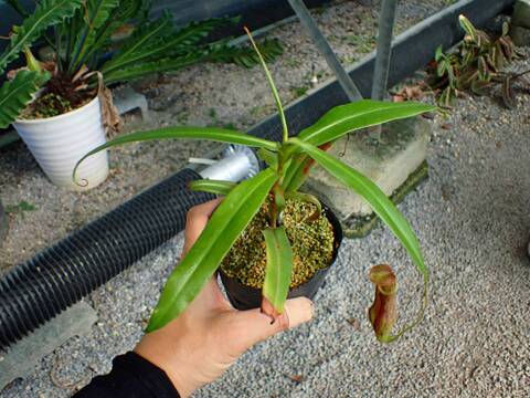 G039 3-2 N. gracilis big pitcher