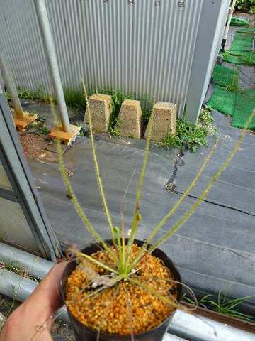 Drosophyllum lusitanicum（ドロソフィルム）の商品一覧 | Y's