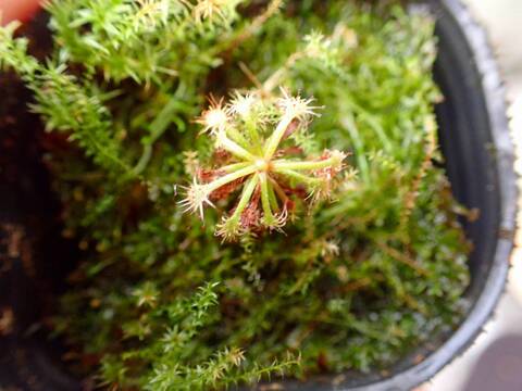 O604 1-3 D. roraimae {summit of Mt. Roraima}[BCP ID# D1026] BCP