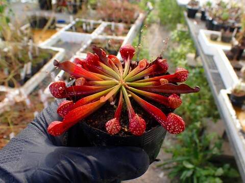 G694 4-1 S. psittacina var. okefenokeensis DeSoto CK