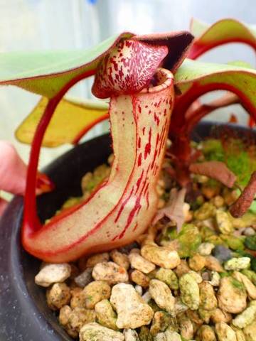 送料無料・早い者勝ち！ N.rajahxlowii Y's ウツボカズラ Nepenthes