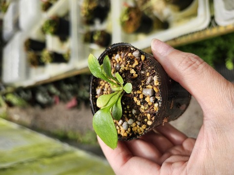 P365 1-1 Cephalotus follicularis `Big Boy' Cedric 