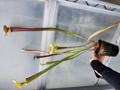 G080 2H S. flava var. rubricorpora cloneD / CK