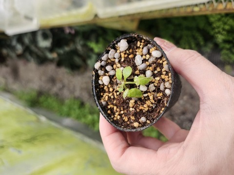 Cephalotus follicularis （フクロノユキノシタ）の商品一覧 | Y's
