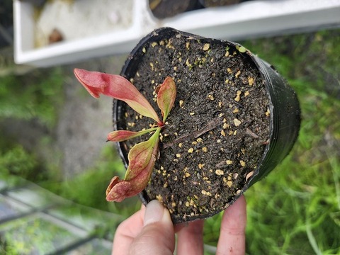 商品一覧 - Y's Exotics （山田食虫植物農園）