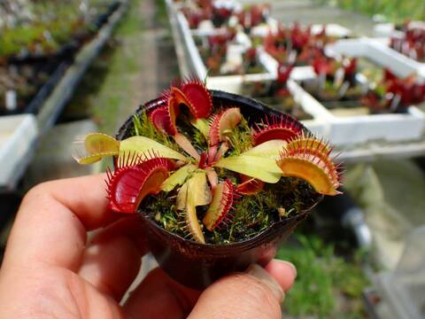 商品一覧 - Y's Exotics （山田食虫植物農園）