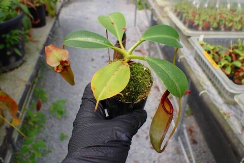 J230 5-1 N. (bicalcarata x campanulata) x lowii #NNN