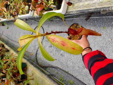 P778 5-3 N. [(thorelii x rafflesiana) x thorelii squat] x lowii Kinabalu
