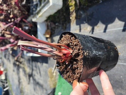 商品一覧 - Y's Exotics （山田食虫植物農園）