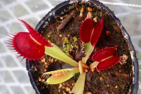 ＊●sur ● ハエトリソウ 2点＊ Amazon｜ハエトリソウ2.5号 ハエトリグサ 食虫植物｜観葉植物