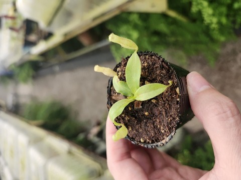 商品一覧 - Y's Exotics （山田食虫植物農園）