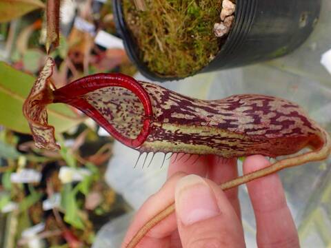 商品一覧 - Y's Exotics （山田食虫植物農園）