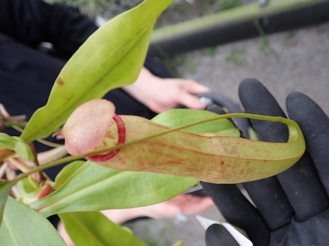 Y345 3-2 N. thorelii rubra 日の出花壇