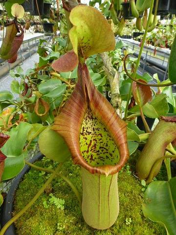 Nepenthes（ネペンテス/ウツボカズラ）の商品一覧 | Y's Exotics （山田食虫植物農園）