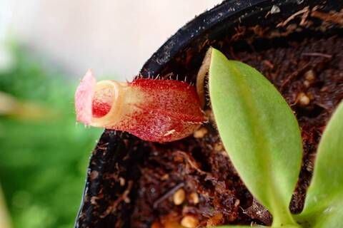 食虫植物N. xtrusmadensis AW clone:3 N.x trusmadiensis clone 2. : fukuro