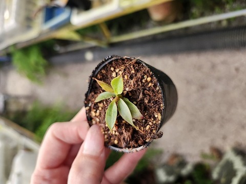 商品一覧 - Y's Exotics （山田食虫植物農園）