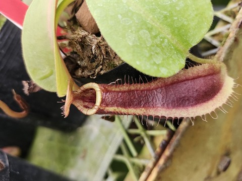 商品一覧 - Y's Exotics （山田食虫植物農園）