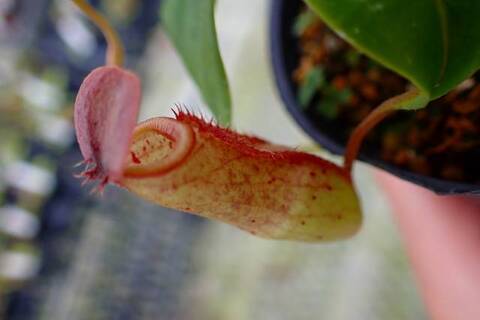Nepenthes（ネペンテス/ウツボカズラ）の商品一覧 | Y's Exotics