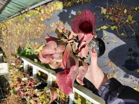 Y's Exotics （山田食虫植物農園）