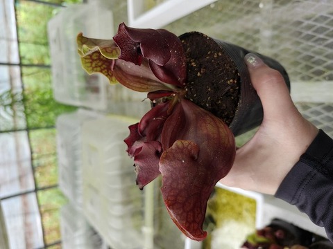 sarara　804045アカシア 商品一覧 - Y's Exotics （山田食虫植物農園）