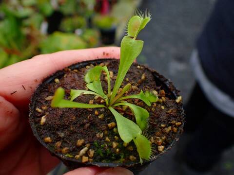 E148 5-1 Dionaea muscipula Towering Giant CK