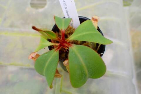 商品一覧 | Y's Exotics （山田食虫植物農園）