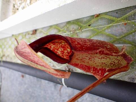 商品一覧 - Y's Exotics （山田食虫植物農園）