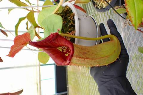 ゆうゆうネペンテス・ミランダ Nepenthes（ネペンテス/ウツボカズラ）の商品一覧 | Y's Exotics