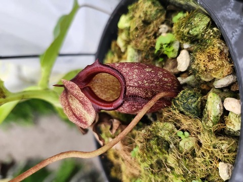 商品一覧 - Y's Exotics （山田食虫植物農園）