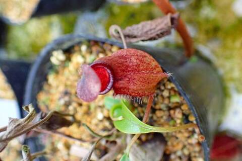 Nepenthes（ネペンテス/ウツボカズラ）の商品一覧 | Y's Exotics