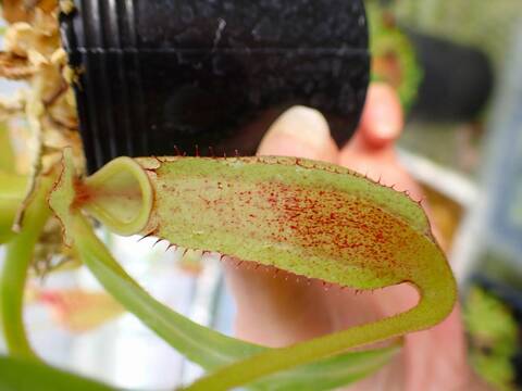 食虫植物　お知らせ用 Y's Exotics （山田食虫植物農園）