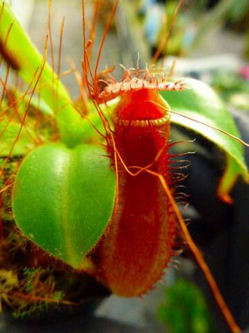 Nepenthes（ネペンテス/ウツボカズラ）の商品一覧 | Y's Exotics （山田食虫植物農園）