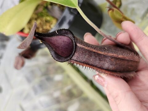 Nepenthes（ネペンテス/ウツボカズラ）の商品一覧 | Y's Exotics （山田食虫植物農園）