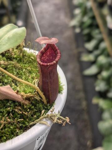 Nepenthes（ネペンテス/ウツボカズラ）の商品一覧 | Y's Exotics （山田食虫植物農園）