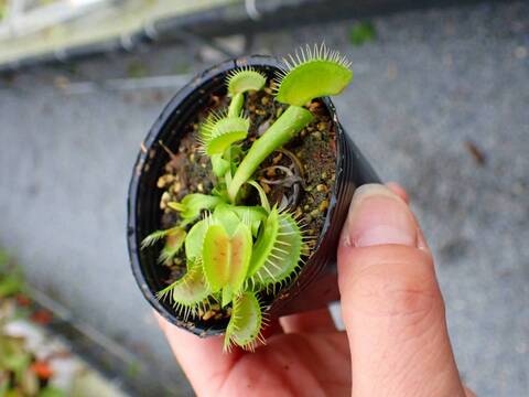 G482 5-1 Dionaea muscipula South-West Giant Y's Lab