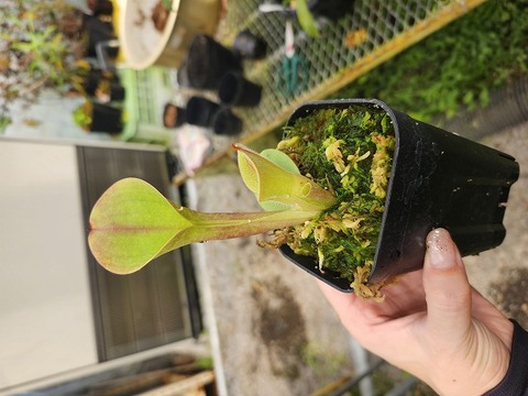 Y819 1-1 H. minor var. pilosa (Auyan) clone2 AW
