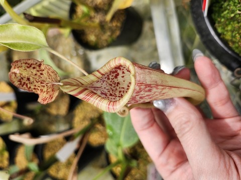 P607 1-2 N. maxima wavy leaf (seedling) Y's 