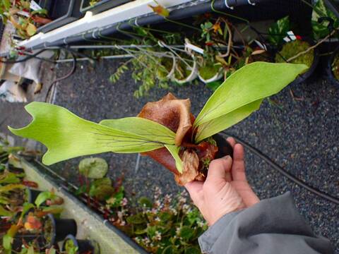 商品一覧 - Y's Exotics （山田食虫植物農園）