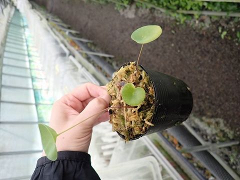 ❗️トリトリグモ タイワンアブラゼミ 他 昆虫 標本セット