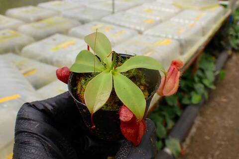 Y's Exotics （山田食虫植物農園）