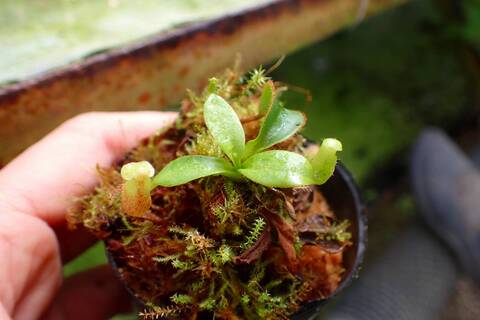 商品一覧 - Y's Exotics （山田食虫植物農園）