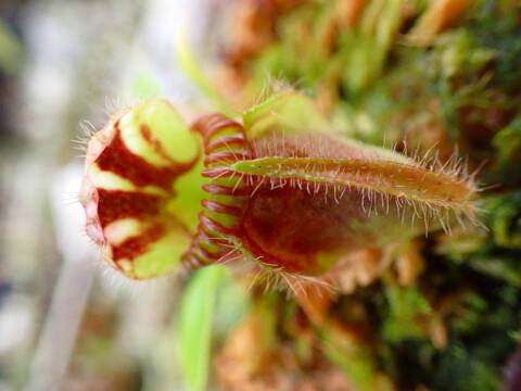 G623 1-1  #BBB Cephalotus follicularis `German Giant' C.C