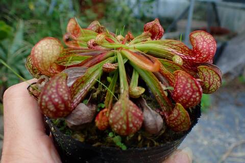 商品一覧 | Y's Exotics （山田食虫植物農園）