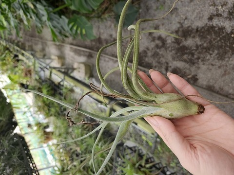 P936 3-1 T. pueblensis TI 