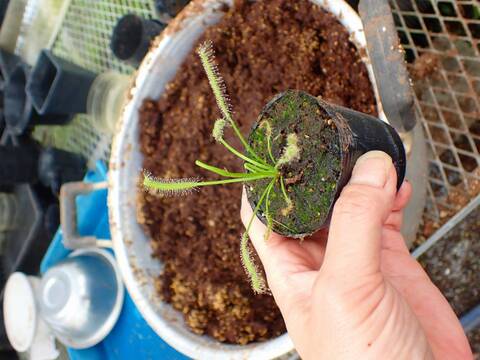 P970 4-1 Drosera ラベル落ち
