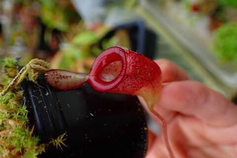 teatネペン Nepenthes（ネペンテス/ウツボカズラ）の商品一覧 | Y's Exotics