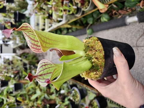 商品一覧 - Y's Exotics （山田食虫植物農園）