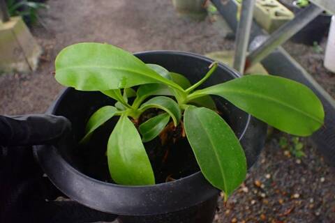 G592 3-1 N. alata (t) Giant x Luzon ♂ EP
